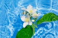 White jasmine flowers in blue transparent water. Summer floral composition with sun and shadows. Nature concept. Top view. Royalty Free Stock Photo