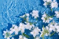 White jasmine flowers in blue transparent water. Summer floral composition with sun and shadows. Nature concept. Top view. Royalty Free Stock Photo