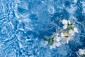 White jasmine flowers in blue transparent water. Summer floral composition with sun and shadows. Nature concept. Top view. Royalty Free Stock Photo