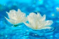 White Jasmine Flowers on Blue Water Royalty Free Stock Photo