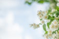 White jasmine flowers on a branch against the sky. Copy space. Royalty Free Stock Photo