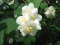 White jasmine flowers on a branch with green leaves in raindrops on a summer day Royalty Free Stock Photo