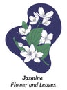 white jasmine flowers, cherries, apple trees, vector image of jasmine petals and leaves.