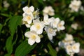 White jasmine flowers close-up. Nature flower background. Beautiful jasmine bush Royalty Free Stock Photo