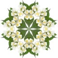 White jasmine flowers Royalty Free Stock Photo