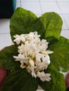 white jasmine flowers are fragrant and beautiful Royalty Free Stock Photo