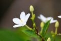 white jasmine flowers in full bloom