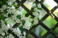 White jasmine flowers in full bloom, climbing and adorning a wooden fence, Fragrant jasmine blossoms climbing a trellis