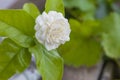 White jasmine flowers in a glass.Beautiful jasmine flower in the pot on the wooden table background.Top view on blur copy space Royalty Free Stock Photo