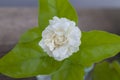 White jasmine flowers in a glass.Beautiful jasmine flower in the pot on the wooden table background.Top view on blur copy space Royalty Free Stock Photo