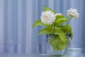 White jasmine flowers in a glass.Beautiful jasmine flower in the pot on the wooden table background.Top view on blur copy space Royalty Free Stock Photo