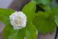 White jasmine flowers in a glass.Beautiful jasmine flower in the pot on the wooden table background.Top view on blur copy space Royalty Free Stock Photo