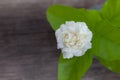 White jasmine flowers in a glass.Beautiful jasmine flower in the pot on the wooden table background.Top view on blur copy space Royalty Free Stock Photo