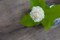 White jasmine flowers in a glass.Beautiful jasmine flower in the pot on the wooden table background.Top view on blur copy space Royalty Free Stock Photo