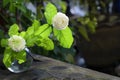 White jasmine flowers in a glass.Beautiful jasmine flower in the pot on the wooden table background.Top view on blur copy space Royalty Free Stock Photo