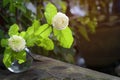 White jasmine flowers in a glass.Beautiful jasmine flower in the pot on the wooden table background.Top view on blur copy space Royalty Free Stock Photo