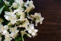 White Jasmine flowers with green leaves on dark brown wooden table. Flat lay, top view, copy space for text. Floral wallpaper Royalty Free Stock Photo