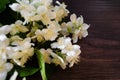 White Jasmine flowers with green leaves on dark brown wooden table. Flat lay, top view, copy space for text. Floral wallpaper Royalty Free Stock Photo