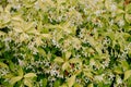 White jasmine flowers with green leaves. Thick bushes.