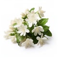 White Jasmine Flowers Isolated On White Surface - Stock Photo