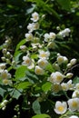 White jasmine flowers. June flowers in Moscow.