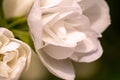 White jasmine flowers macro, jasmine bush close up