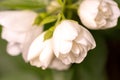 White jasmine flowers macro, jasmine bush close up