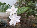 White Jasmine flowers mogra sandal phool white my garden lovely flowers