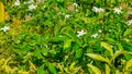 White jasmine flowers planted in the office garden