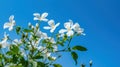 White Jasmine flowers sprig against blue sky. Generative AI