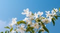 White Jasmine flowers sprig against blue sky. Generative AI