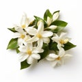 White Jasmine Flowers: Symbolism, Charm, And Velvia Style