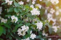 White jasmine flowers on a tree in the park Royalty Free Stock Photo