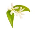 White Jasmine or Jasminum flowers. isolated on white background