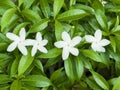 White jasmine or Jasminum sambac with white flowers. An outstanding white fully blossom flowers at tip. White Togor flowers with Royalty Free Stock Photo