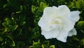 White Jasmine with raindrop on petals.