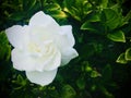 White Jasmine with raindrop on petals. Square Photo image.