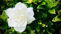 White Jasmine with raindrop on petals. Square Photo image.