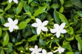 White  jasmine sampaguita officinale flower blooming on green leaves top view in garden background Royalty Free Stock Photo