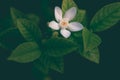 White Jasmine on tree Royalty Free Stock Photo