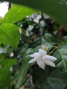 White jasmine is very fragrant when in bloom