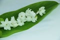 White Jasmines on green leave Royalty Free Stock Photo