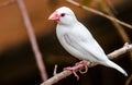 White Java Sparrow - Bird Munia Royalty Free Stock Photo