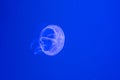 Jelly fish swimming in blue water Royalty Free Stock Photo