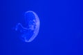 White jelly fish swimming in water Royalty Free Stock Photo