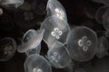 White jellyfish Royalty Free Stock Photo