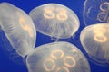 White Jellyfish Royalty Free Stock Photo