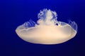 White Jellyfish Royalty Free Stock Photo