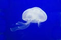 White jellyfish in Aquarium Pula Royalty Free Stock Photo