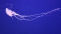 White jellyfish in an aquarium under the lights against a blue background Royalty Free Stock Photo